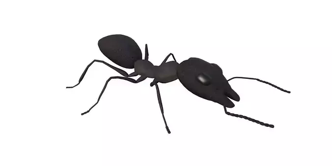 Ant 3d Model