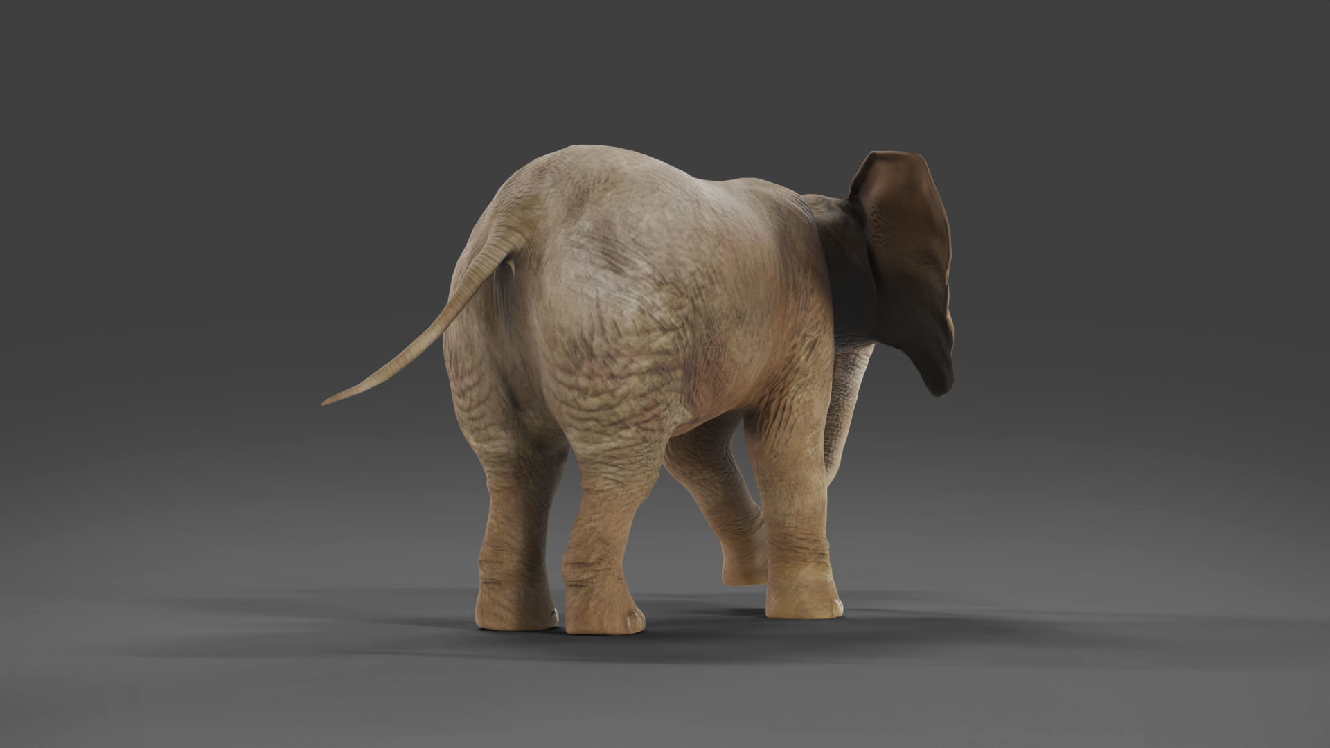 Baby Elephant Rigged and Animation Unity V02 Low-poly 3D model_9