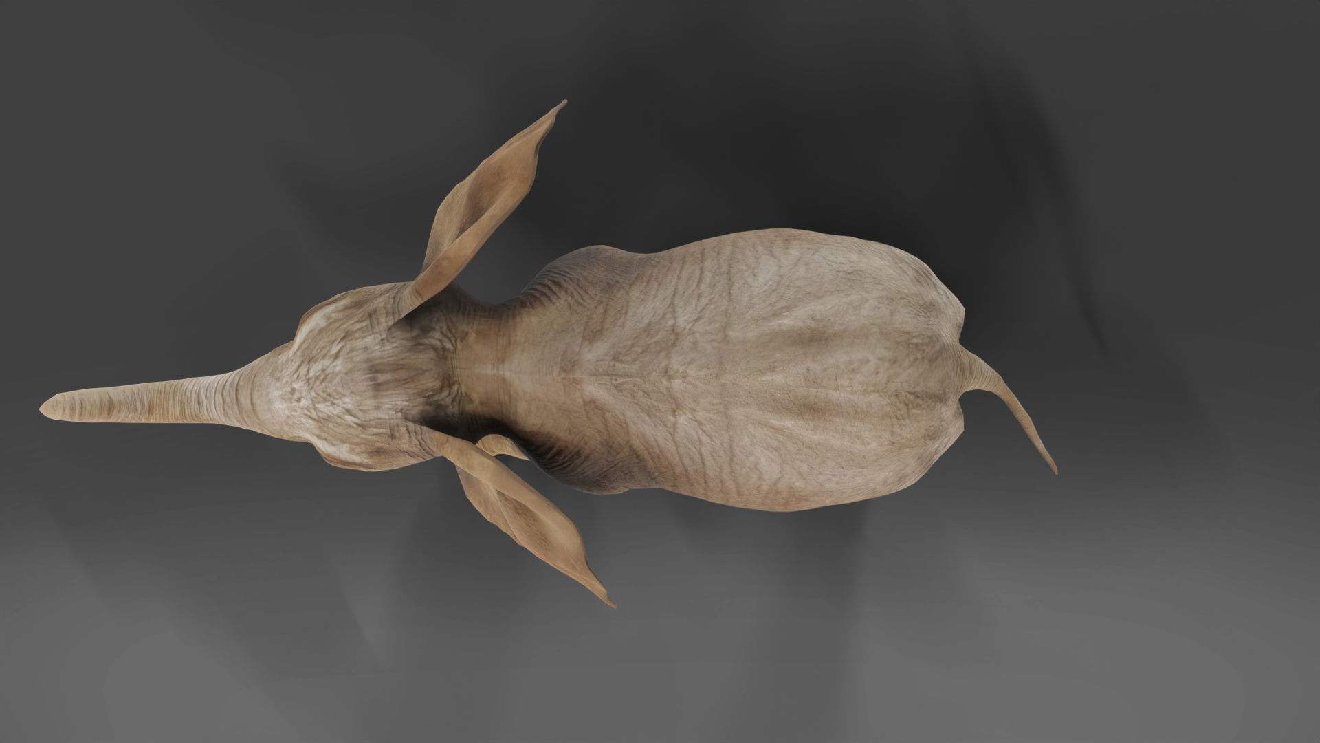 Baby Elephant Rigged and Animation Unity V02 Low-poly 3D model_8