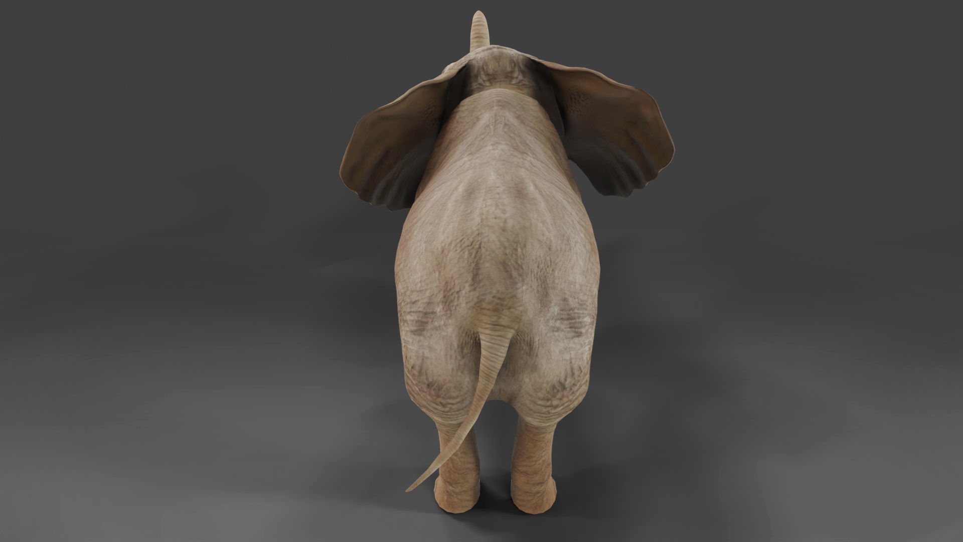 Baby Elephant Rigged and Animation Unity V02 Low-poly 3D model_12