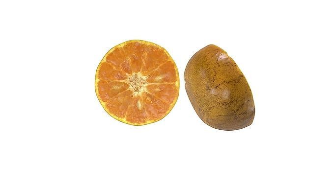 Orange cut half style 1 Low-poly 3D model 5