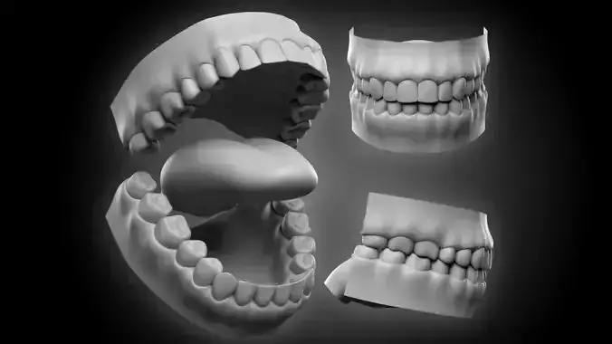 Realistic Human Jaws and Tongue 3D model