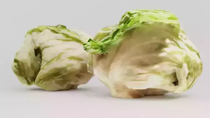 cabbage lettuce - person