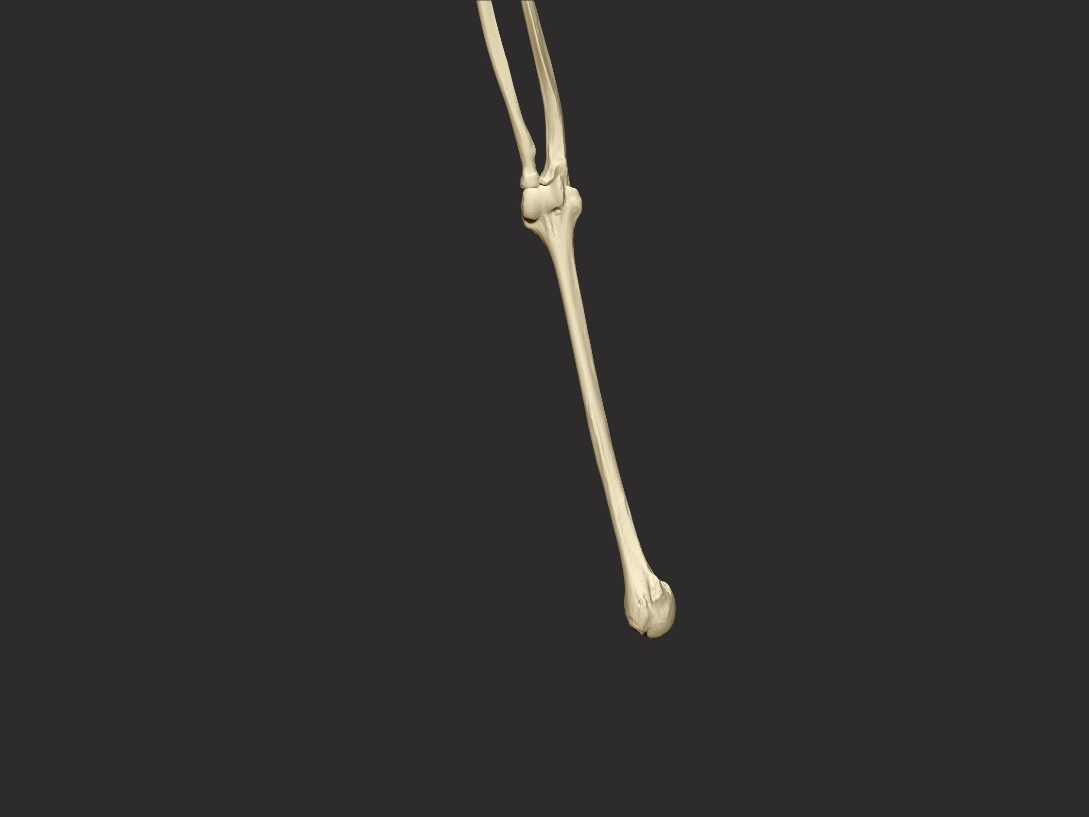 Giants Bone Scythe 3D print model_5
