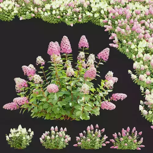  Hydrangea paniculata sundae fraise 3D model