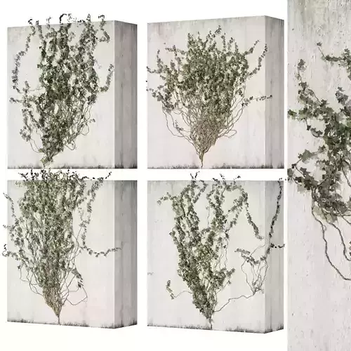 Collection plant vol 431 - Hedera - leaf - fitowall - ivy