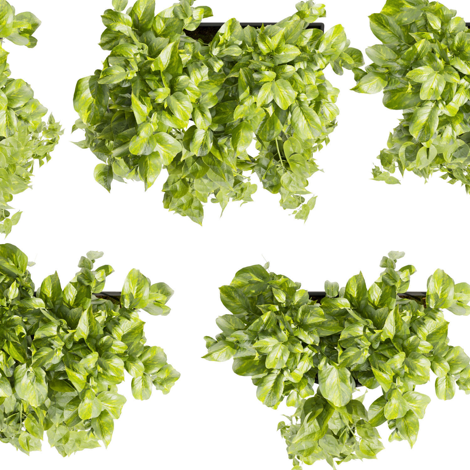 Collection plant vol 433 - pothos - hanging - ampelous 3D model_4