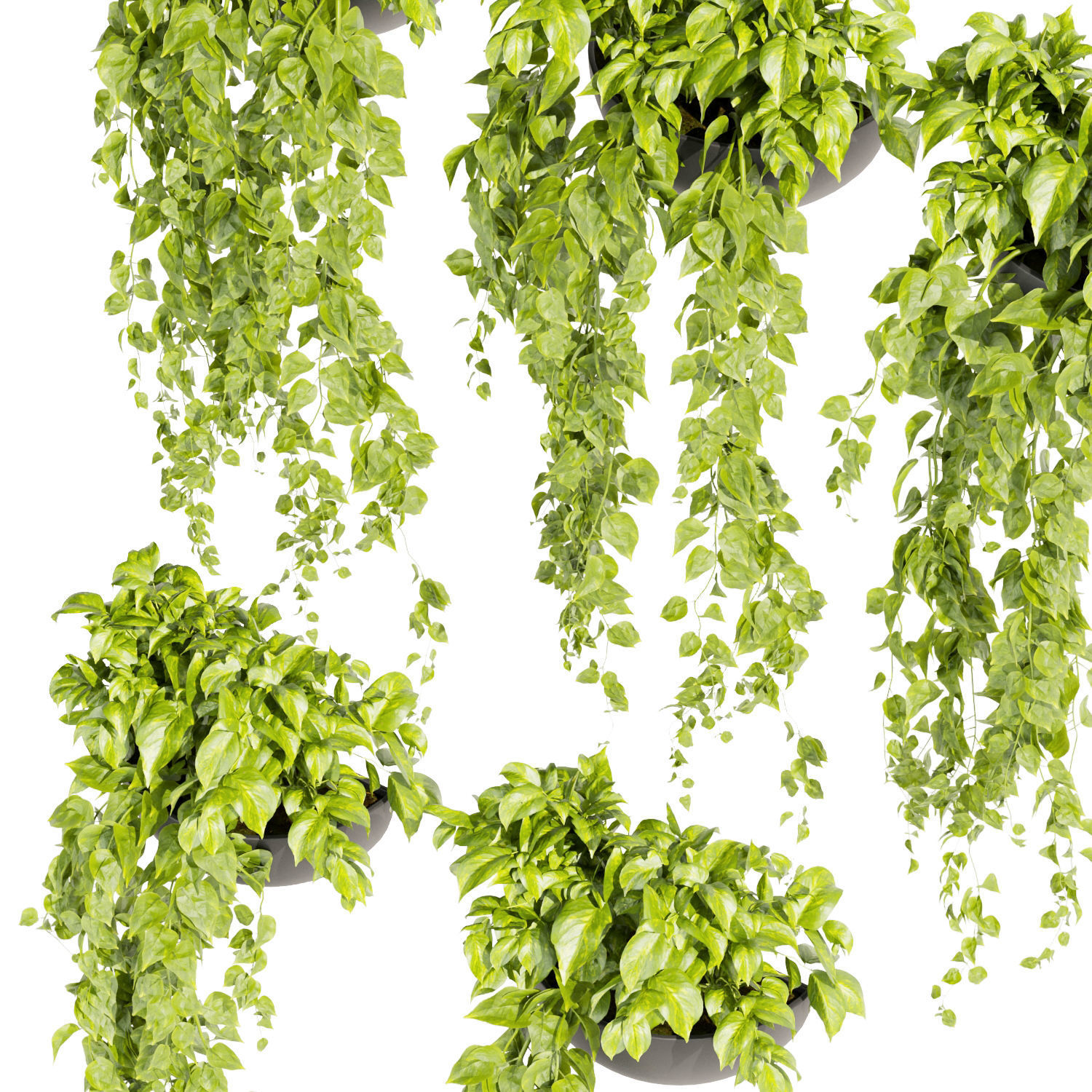 Collection plant vol 433 - pothos - hanging - ampelous 3D model_2