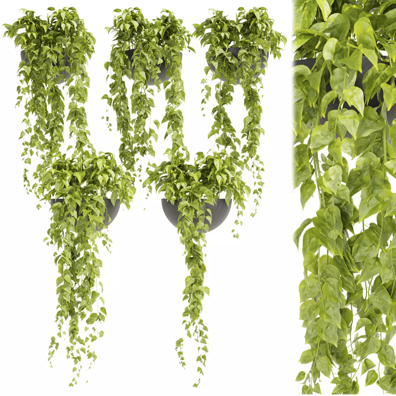 Collection plant vol 433 - pothos - hanging - ampelous 3D model_0
