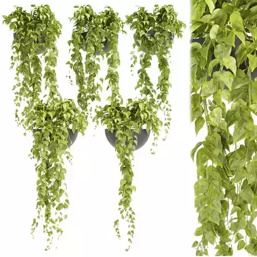 Collection plant vol 433 - pothos - hanging - ampelous 3D model