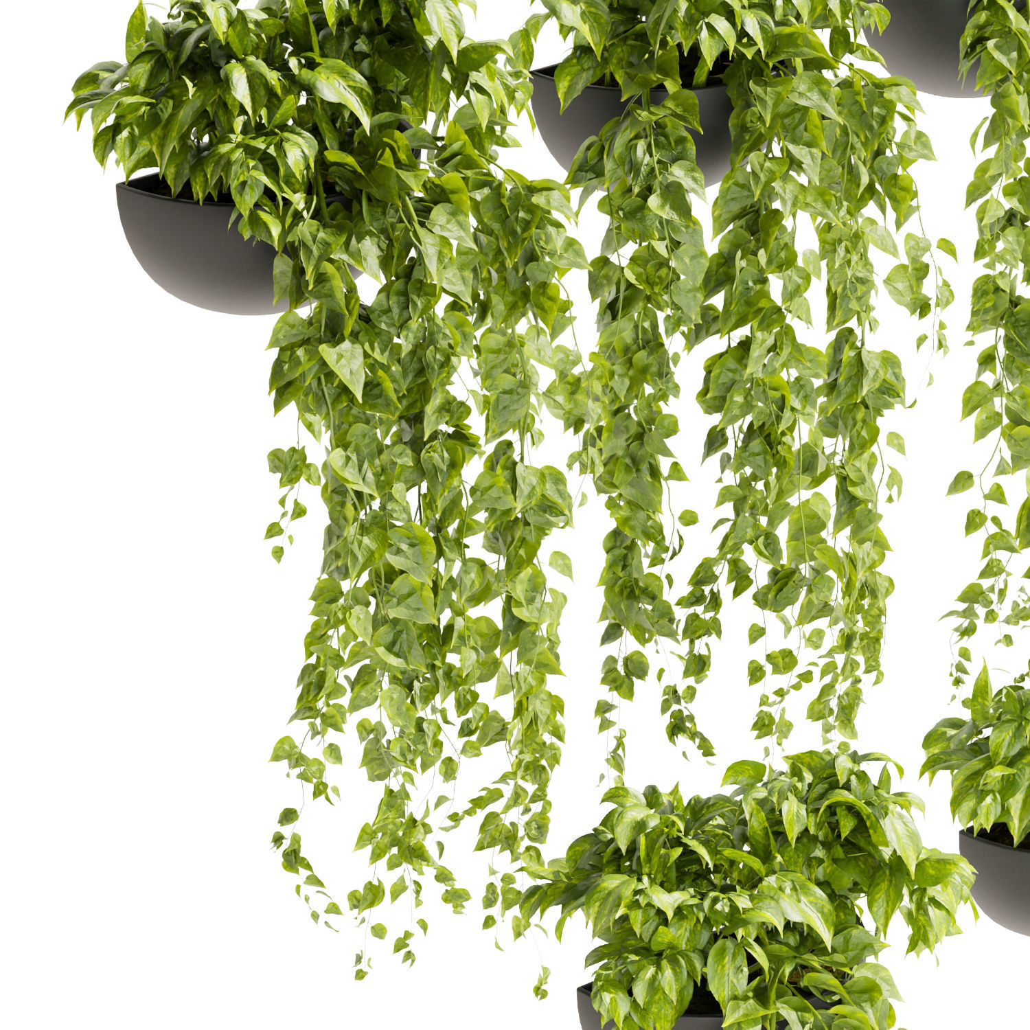 Collection plant vol 433 - pothos - hanging - ampelous 3D model_1