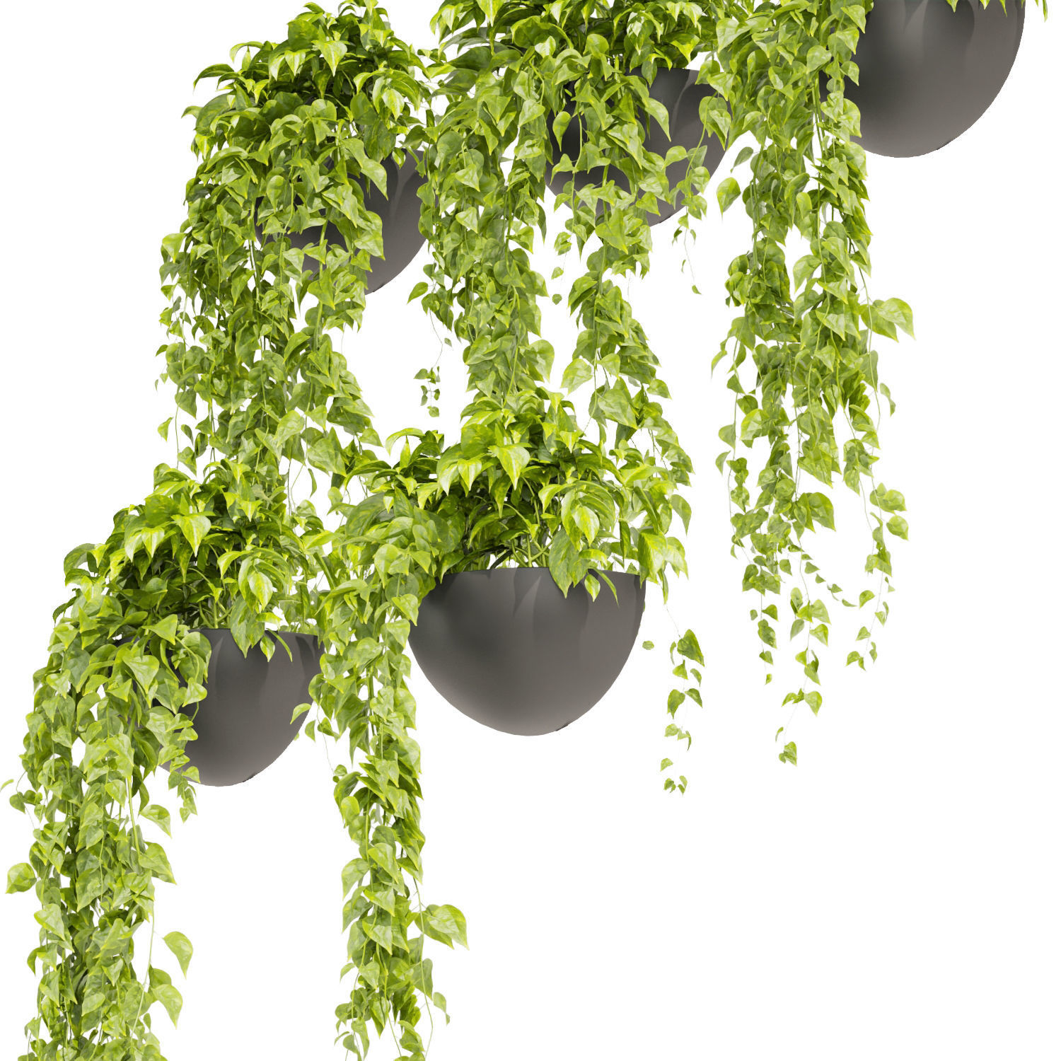 Collection plant vol 433 - pothos - hanging - ampelous 3D model_3