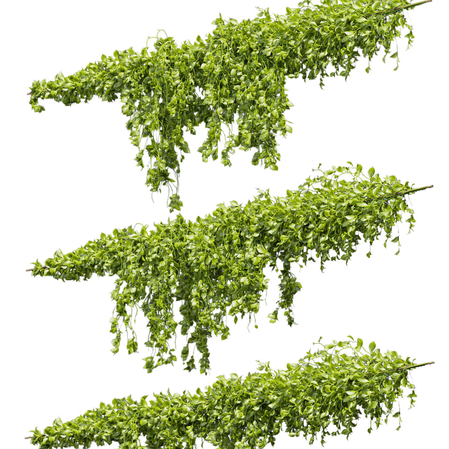Collection plant vol 435 - Outdoor - bush - ivy 3D model_3