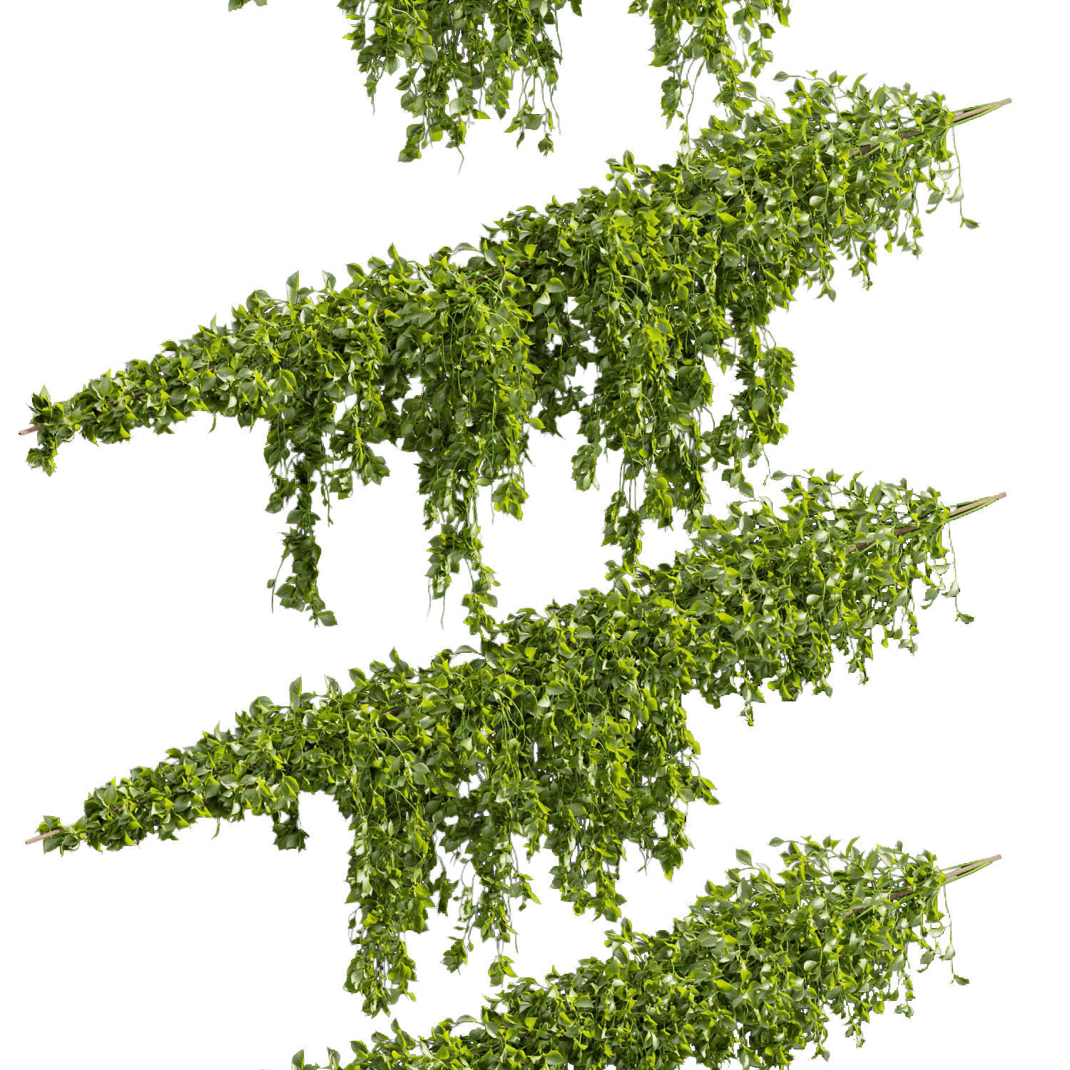 Collection plant vol 435 - Outdoor - bush - ivy 3D model_1
