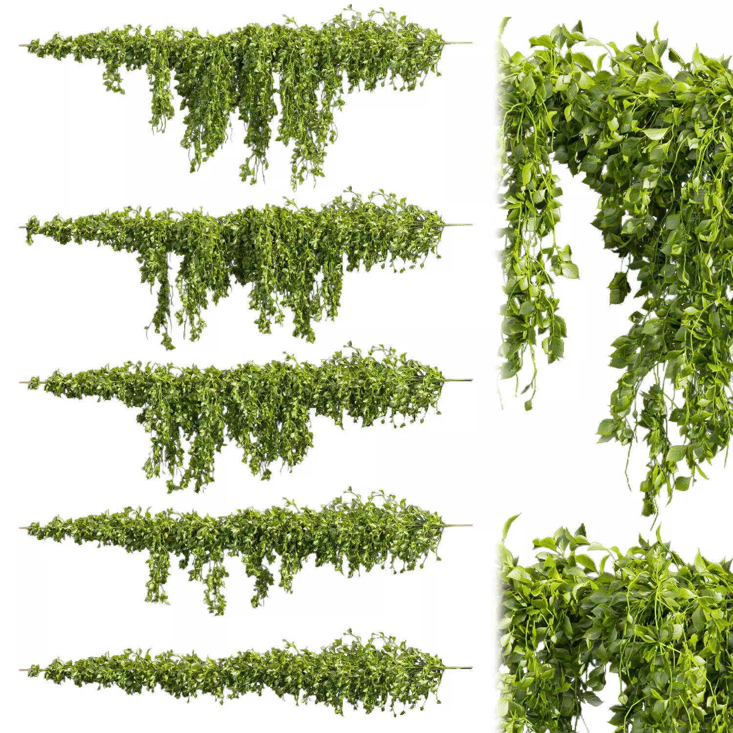 Collection plant vol 435 - Outdoor - bush - ivy 3D model_0