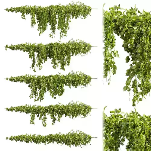Collection plant vol 435 - Outdoor - bush - ivy 3D model Collection plant vol 435 - Outdoor - bush - ivy 3D model
