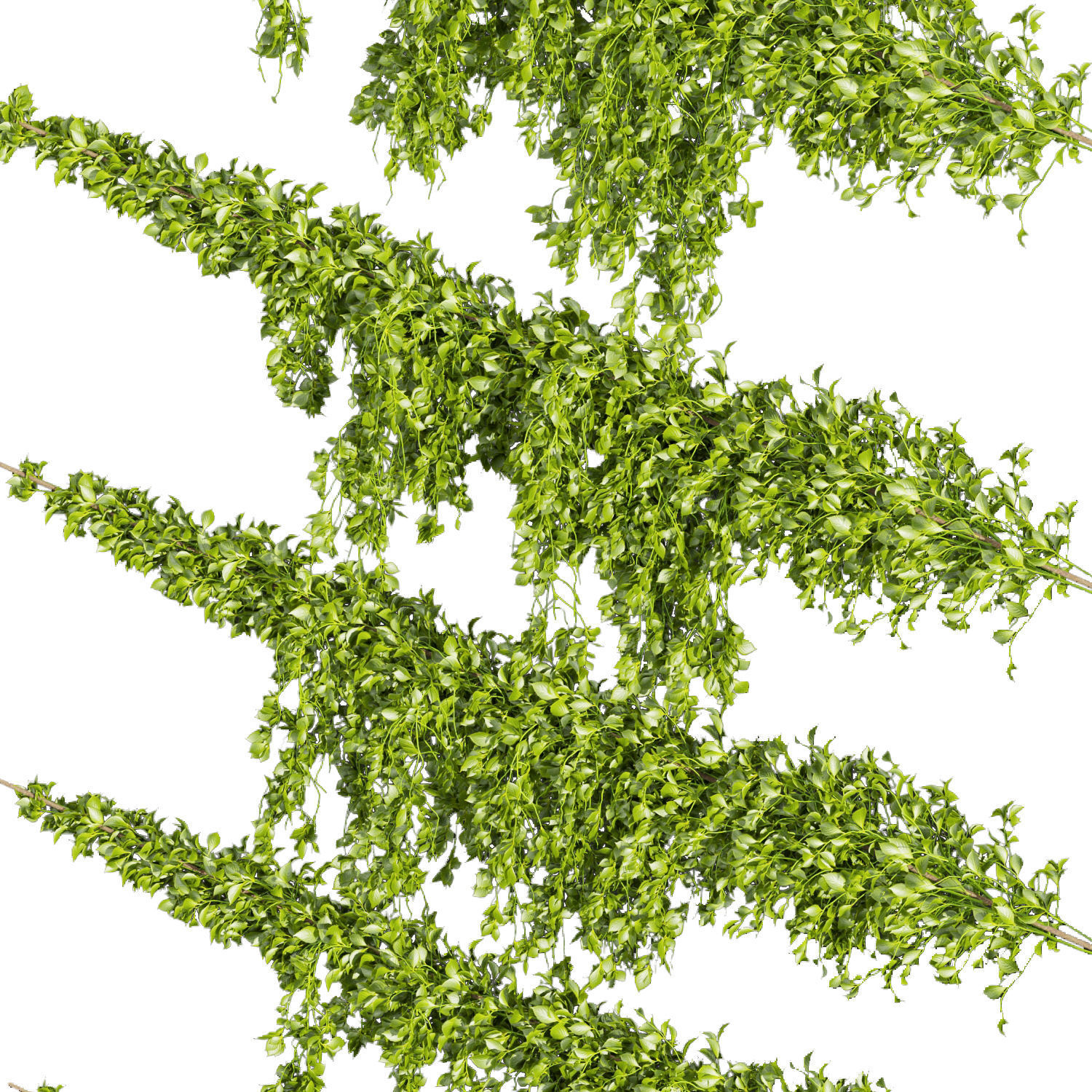Collection plant vol 435 - Outdoor - bush - ivy 3D model_2