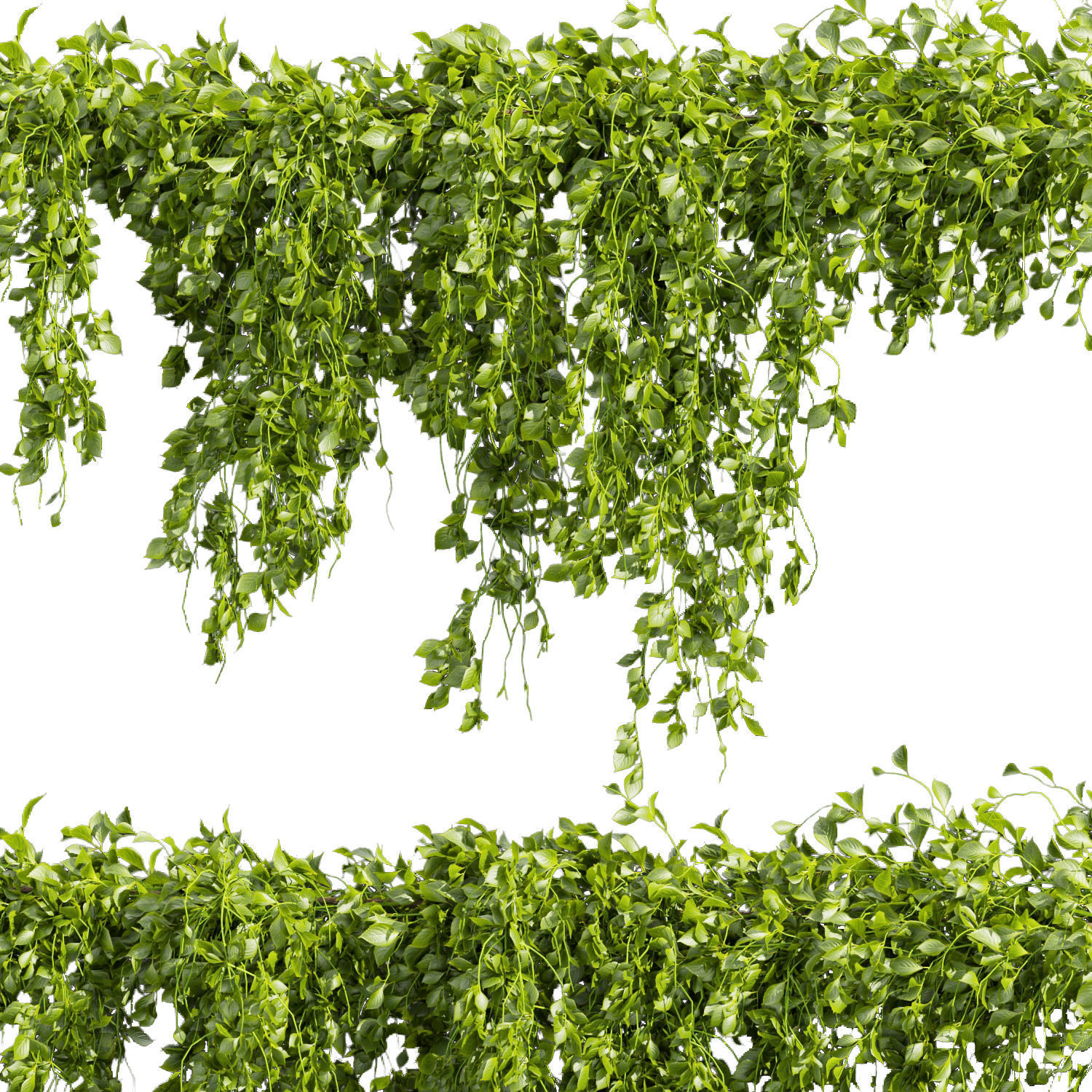 Collection plant vol 435 - Outdoor - bush - ivy 3D model_4