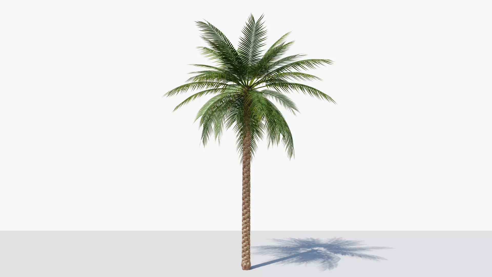 Date Palm v1 Low-poly 3D model_0