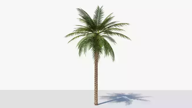 Date Palm v1 Low-poly 3D model