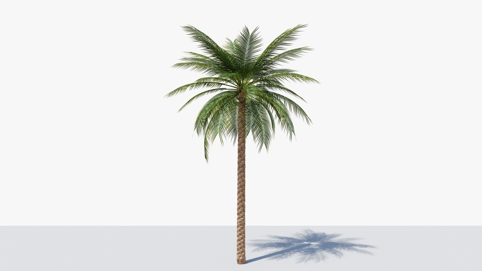 Date Palm v1 Low-poly 3D model_4