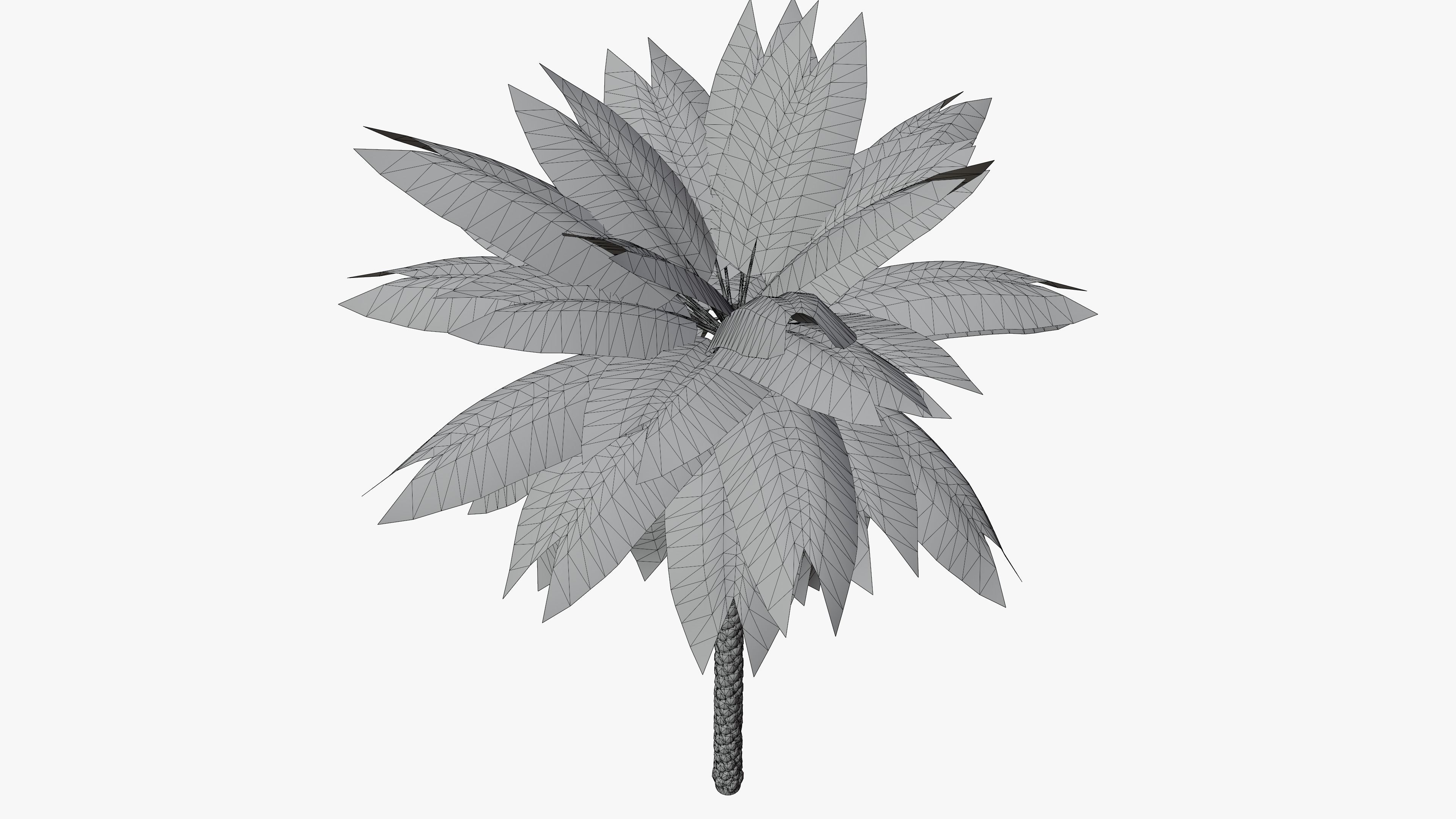 Date Palm v1 Low-poly 3D model_7