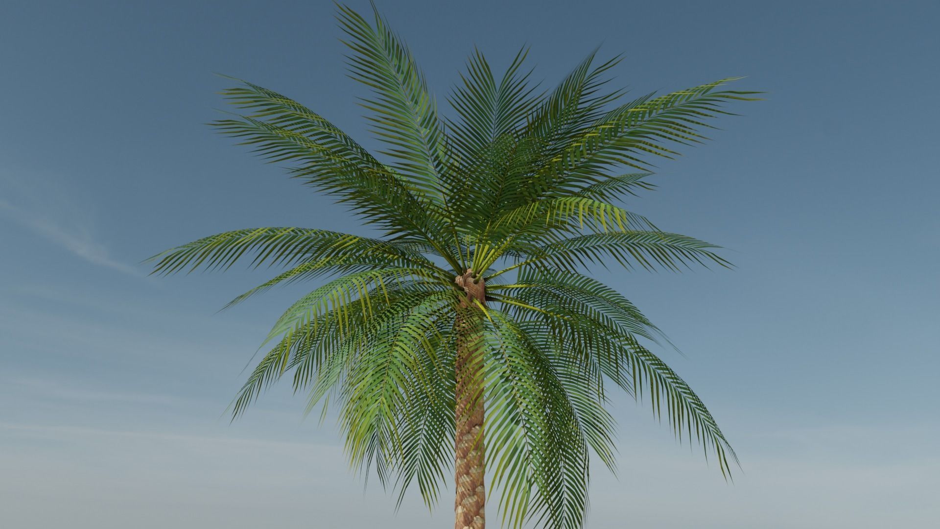 Date Palm v1 Low-poly 3D model_8