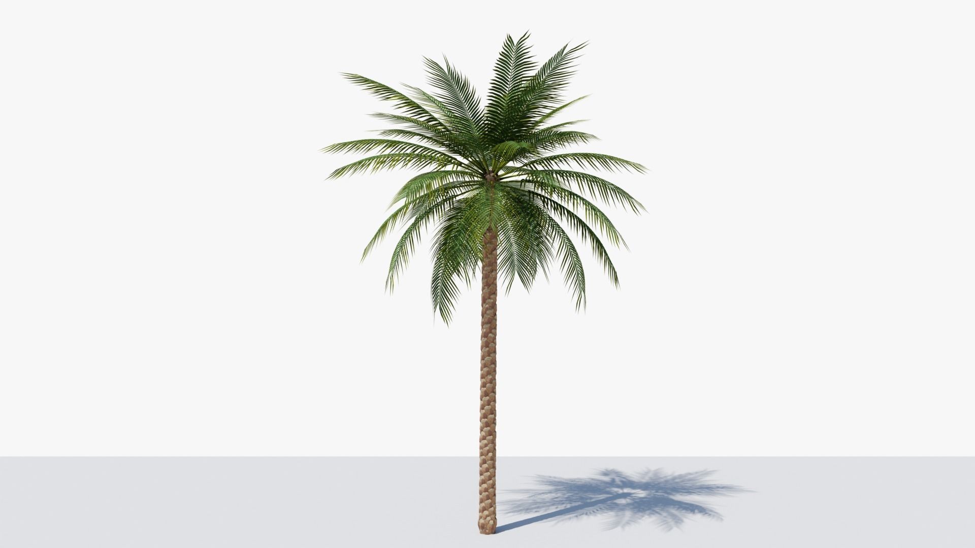 Date Palm v1 Low-poly 3D model_2