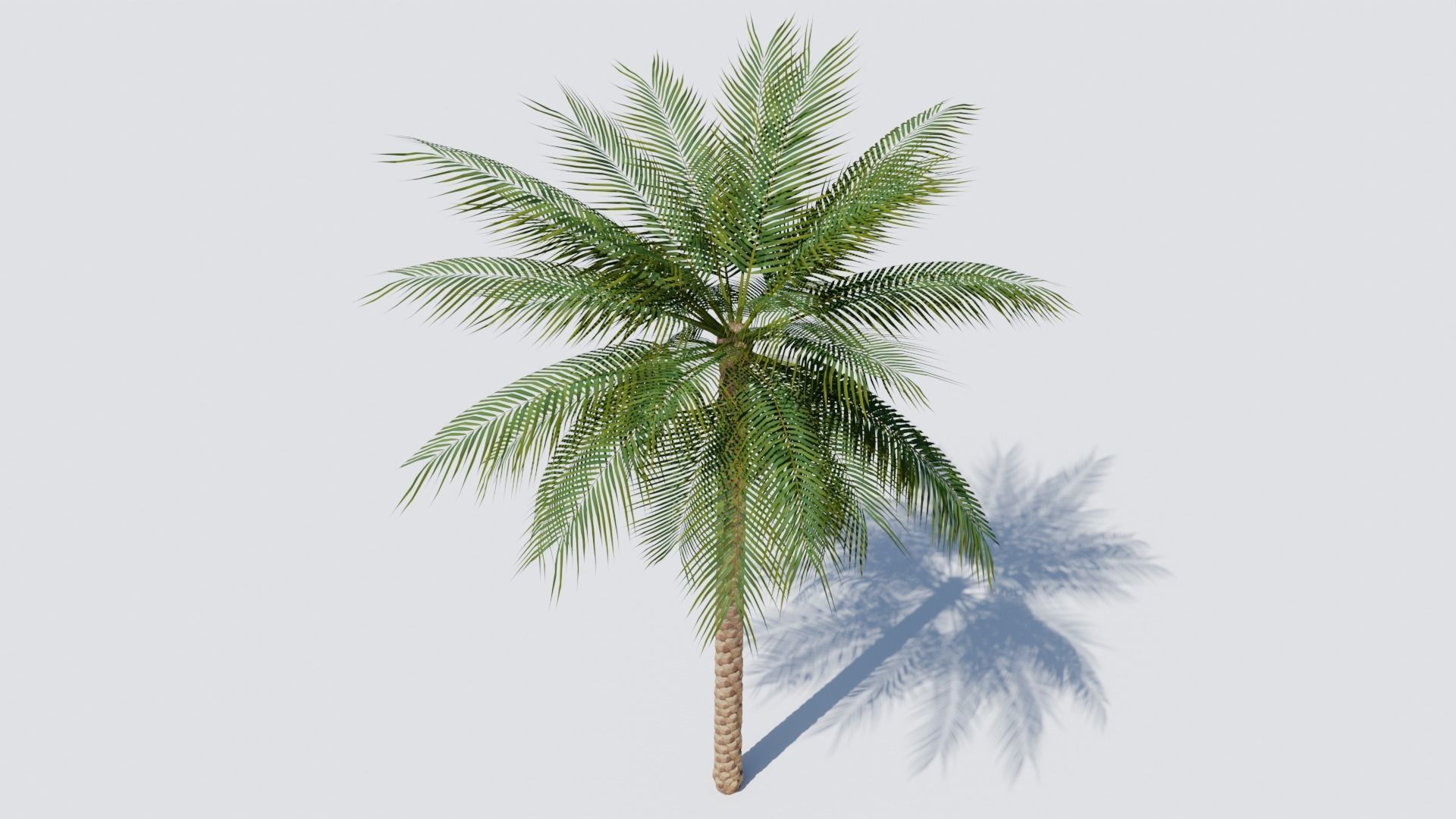 Date Palm v1 Low-poly 3D model_6