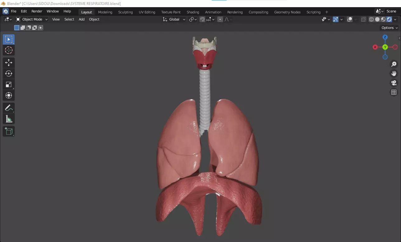 RESPIRATORY SYSTEM MODELED AND TEXTURED IN BLENDER 3D model