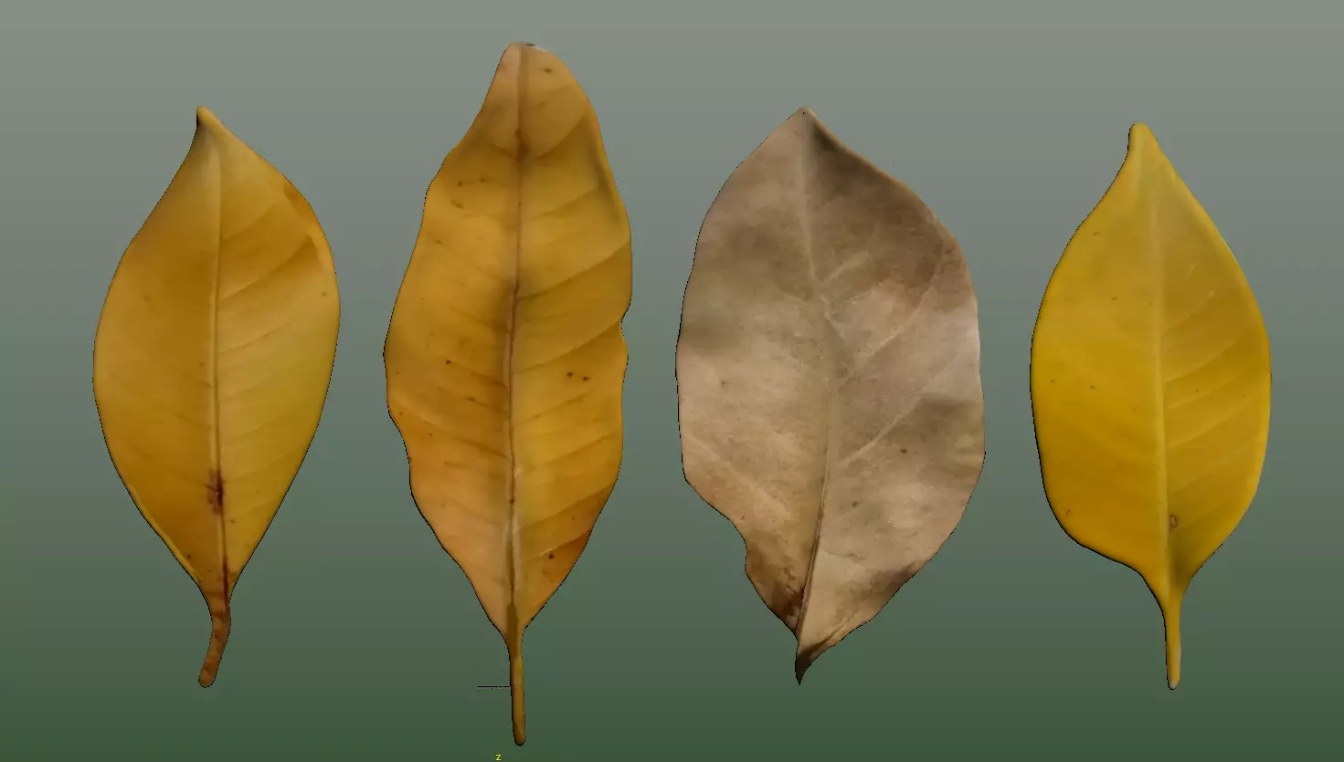 CG model of autumn leaves yellow leaves dry leaves withered 3D model