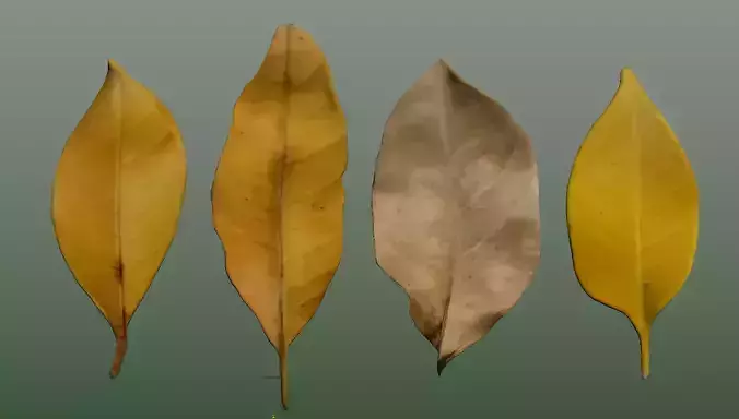 CG model of autumn leaves  yellow leaves  dry leaves withered 