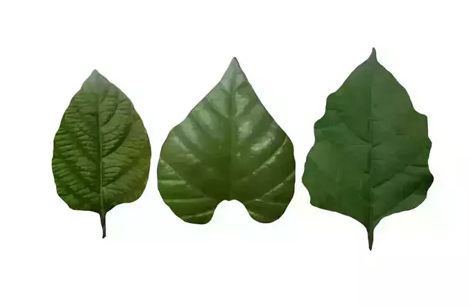 Cartoon leaves  cartoon branches green vitality fresh leaves 