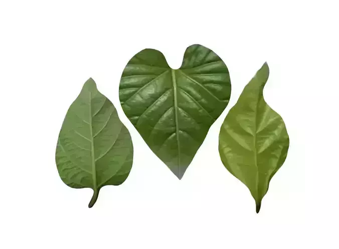 Green vitality of leaves green vitality of fresh leaves