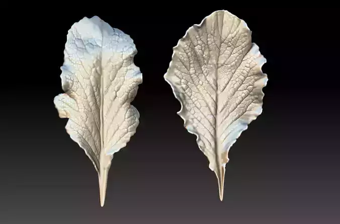 Leaf vegetable leaves  leaf texture leaf sculpture  3D printing 3D print model