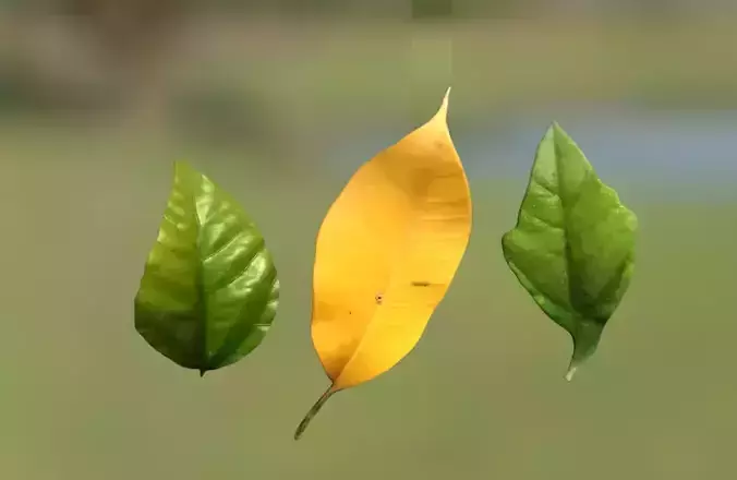 Yellow leaves  autumn leaves green leaves CG material