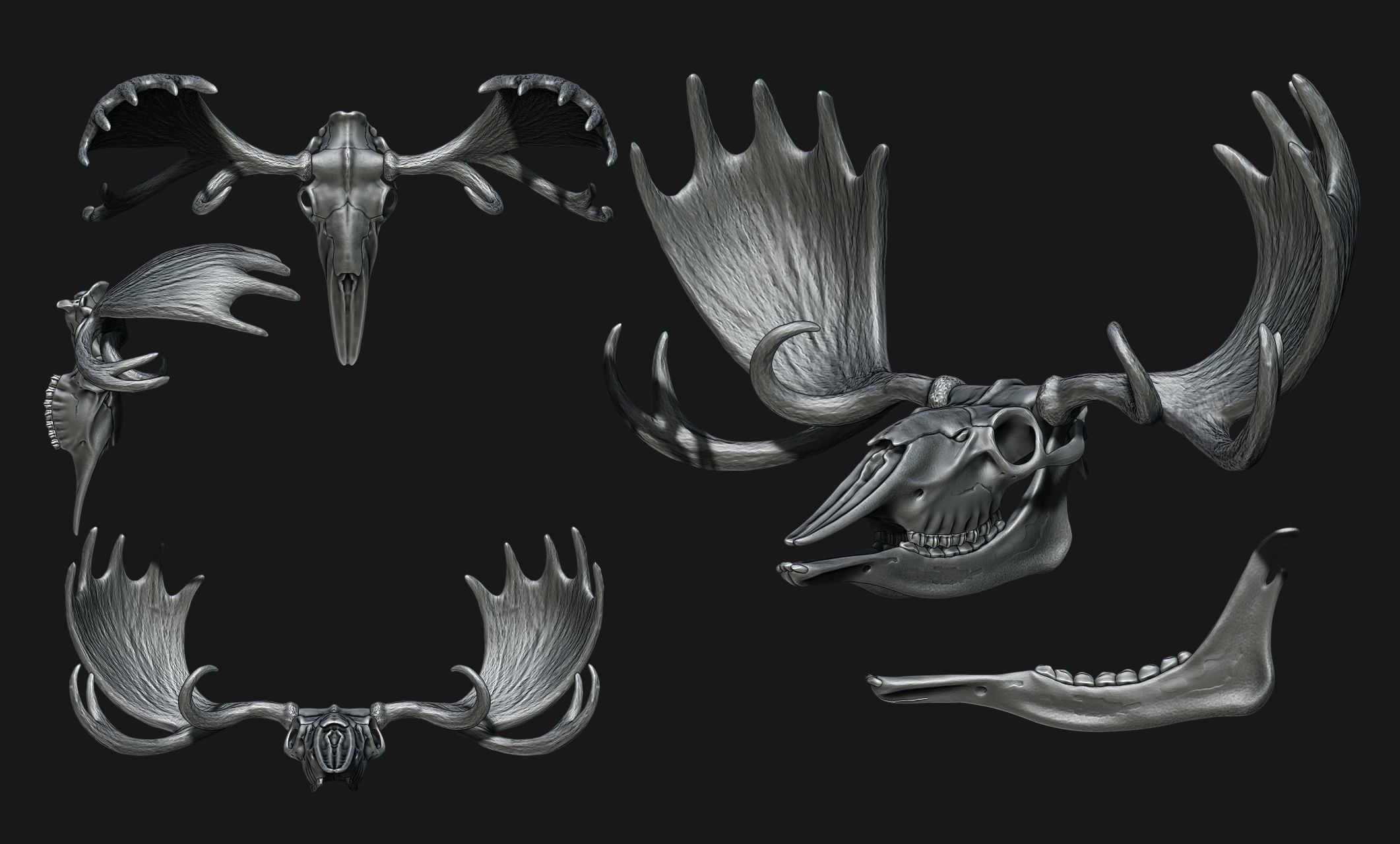 American Alce skull 3D print model_10