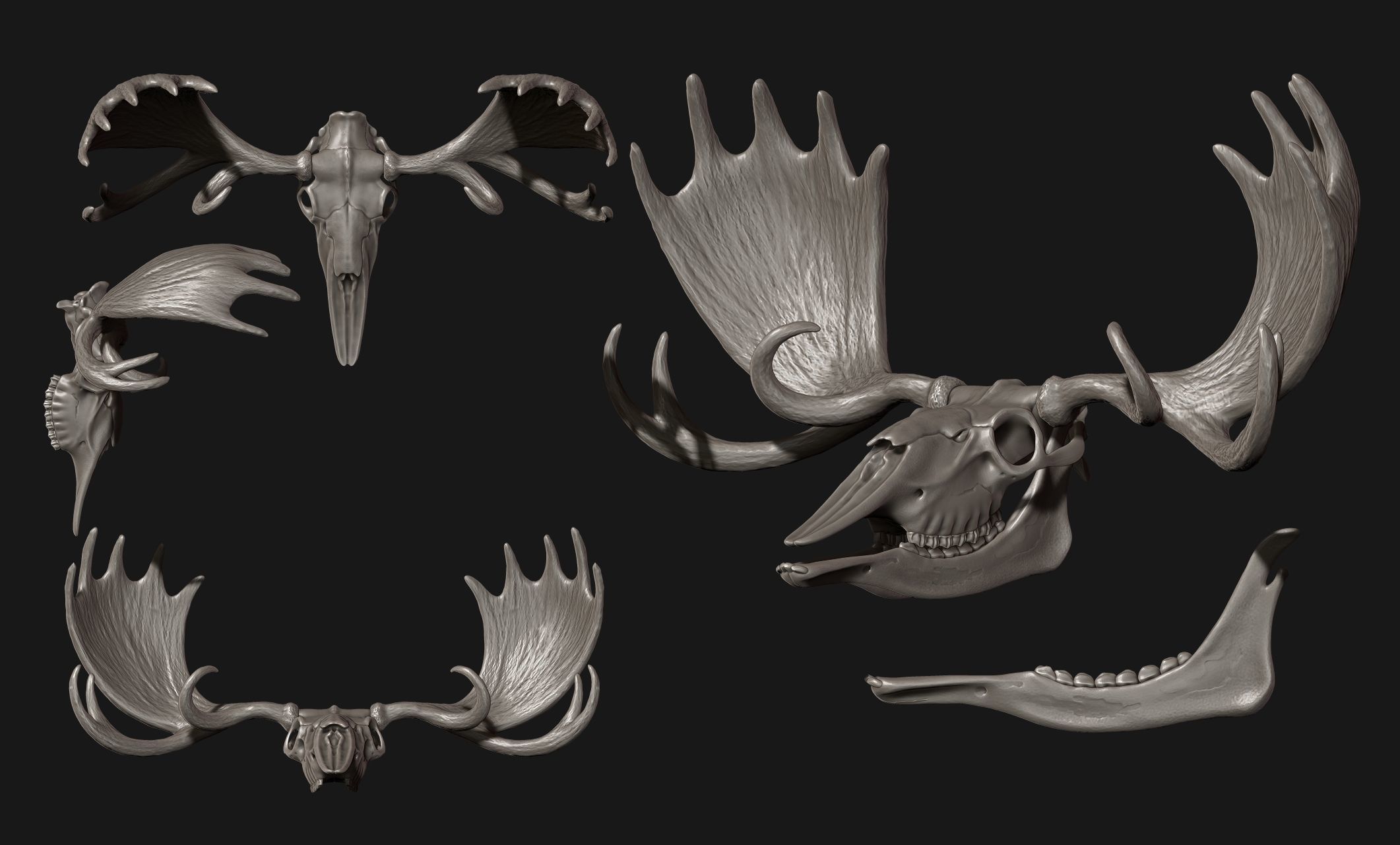 American Alce skull 3D print model_20