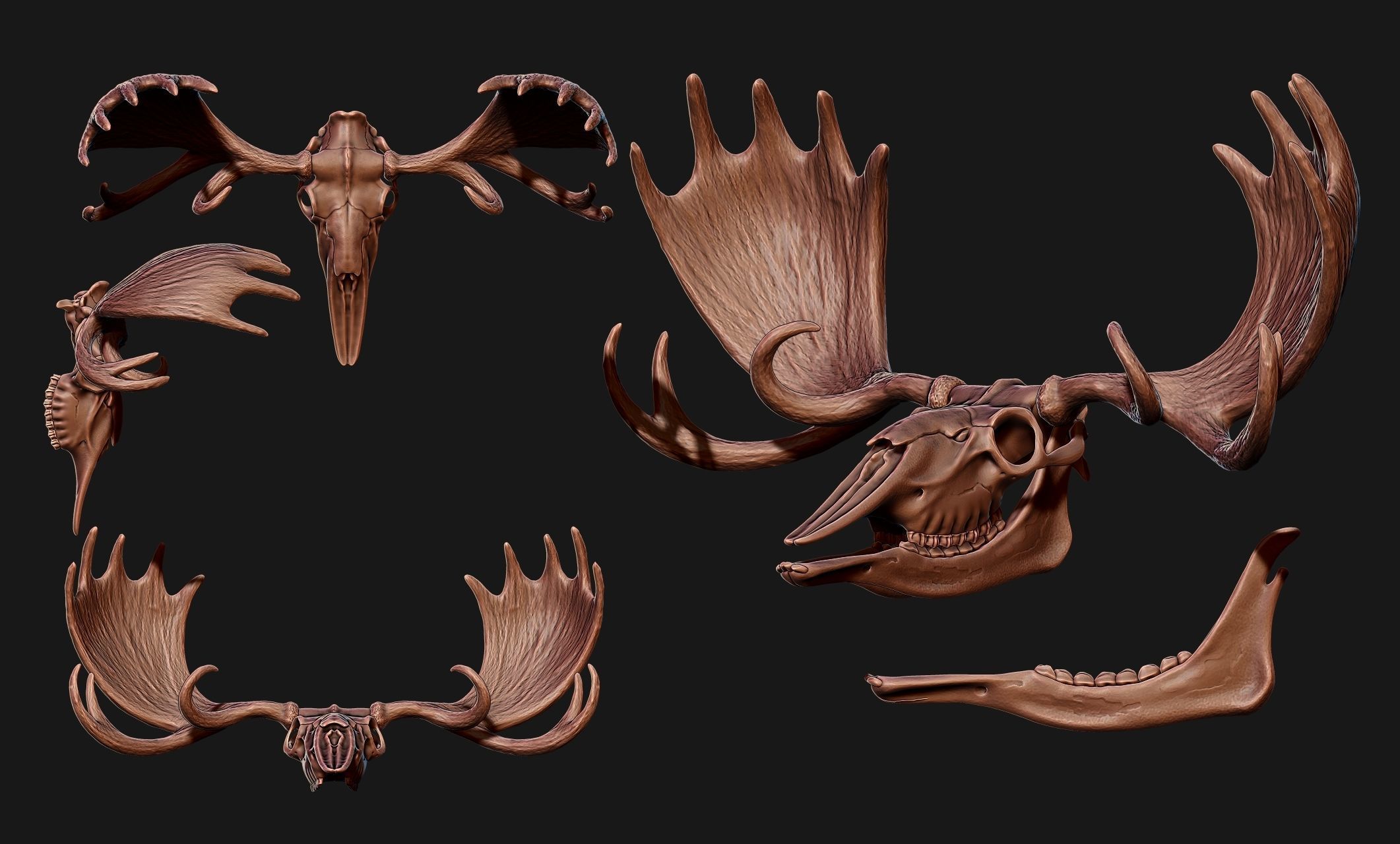 American Alce skull 3D print model_12