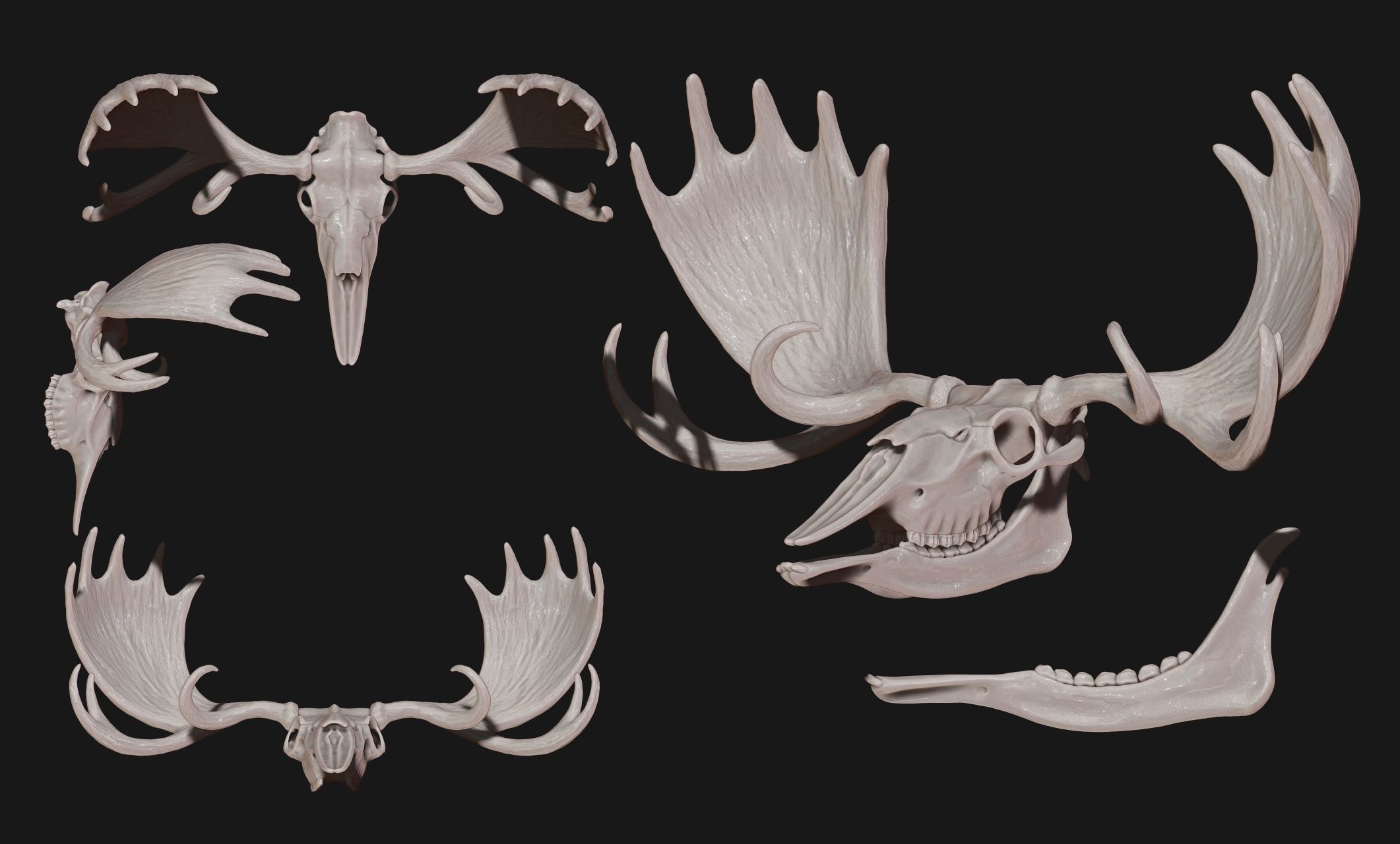 American Alce skull 3D print model_1