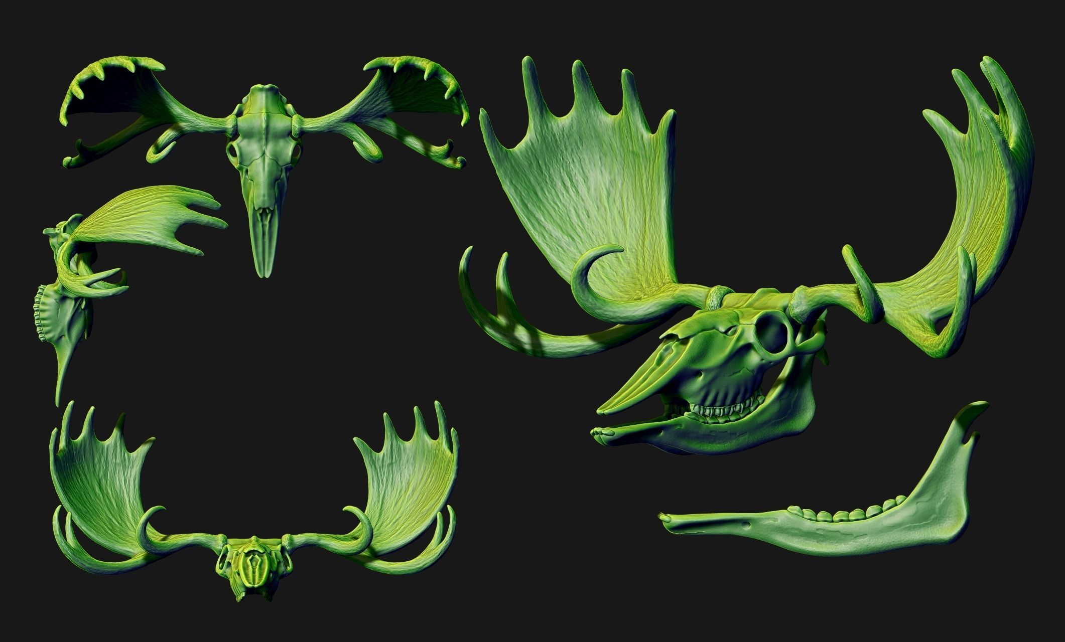 American Alce skull 3D print model_18