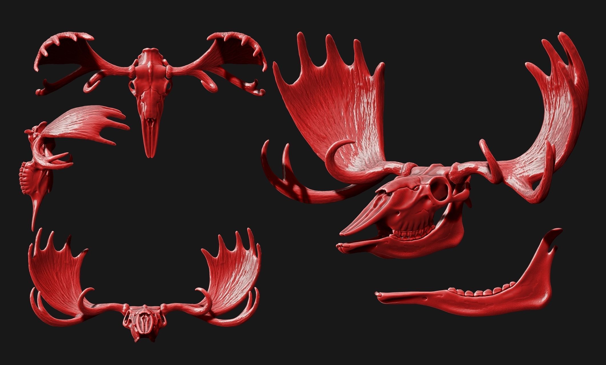 American Alce skull 3D print model_17