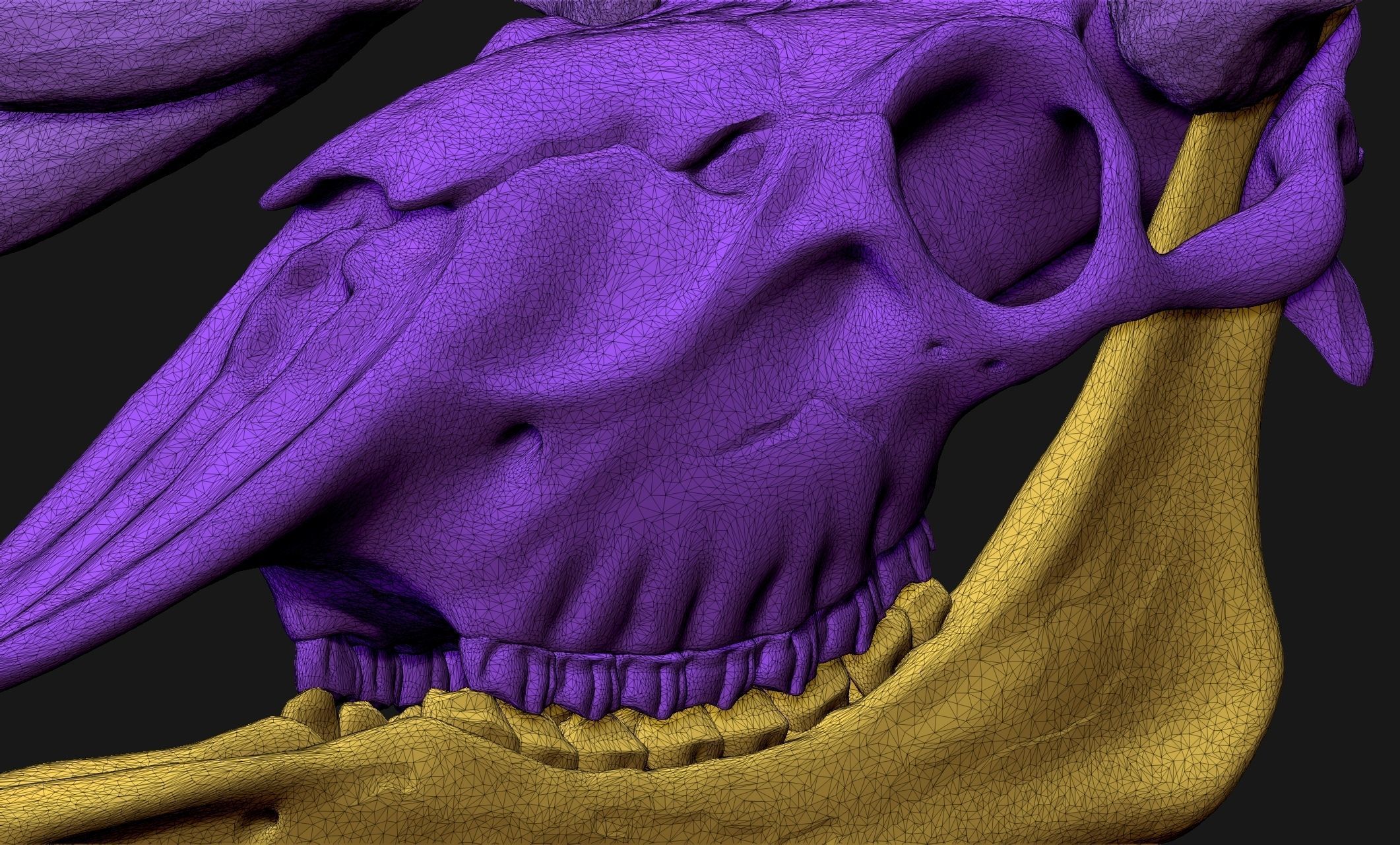 American Alce skull 3D print model_23