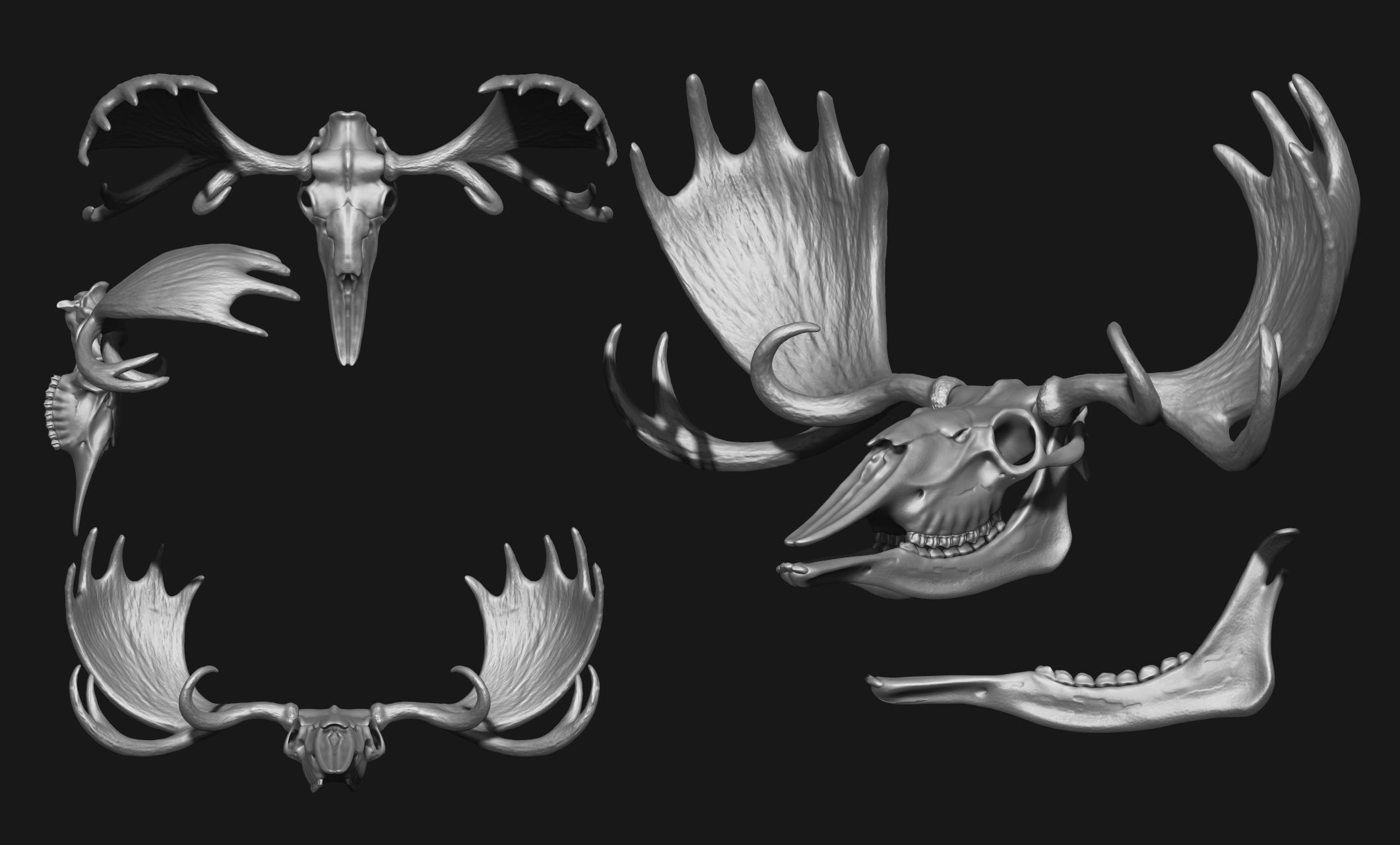 American Alce skull 3D print model_2