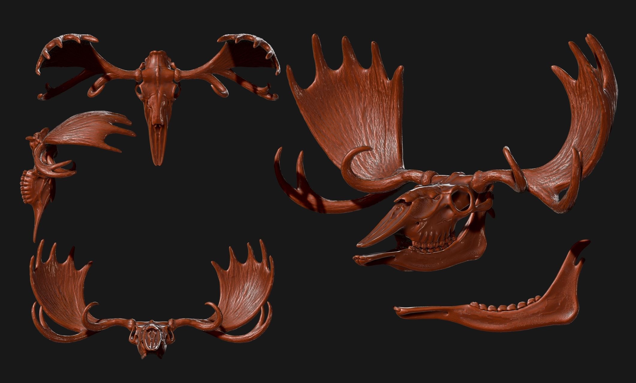 American Alce skull 3D print model_14