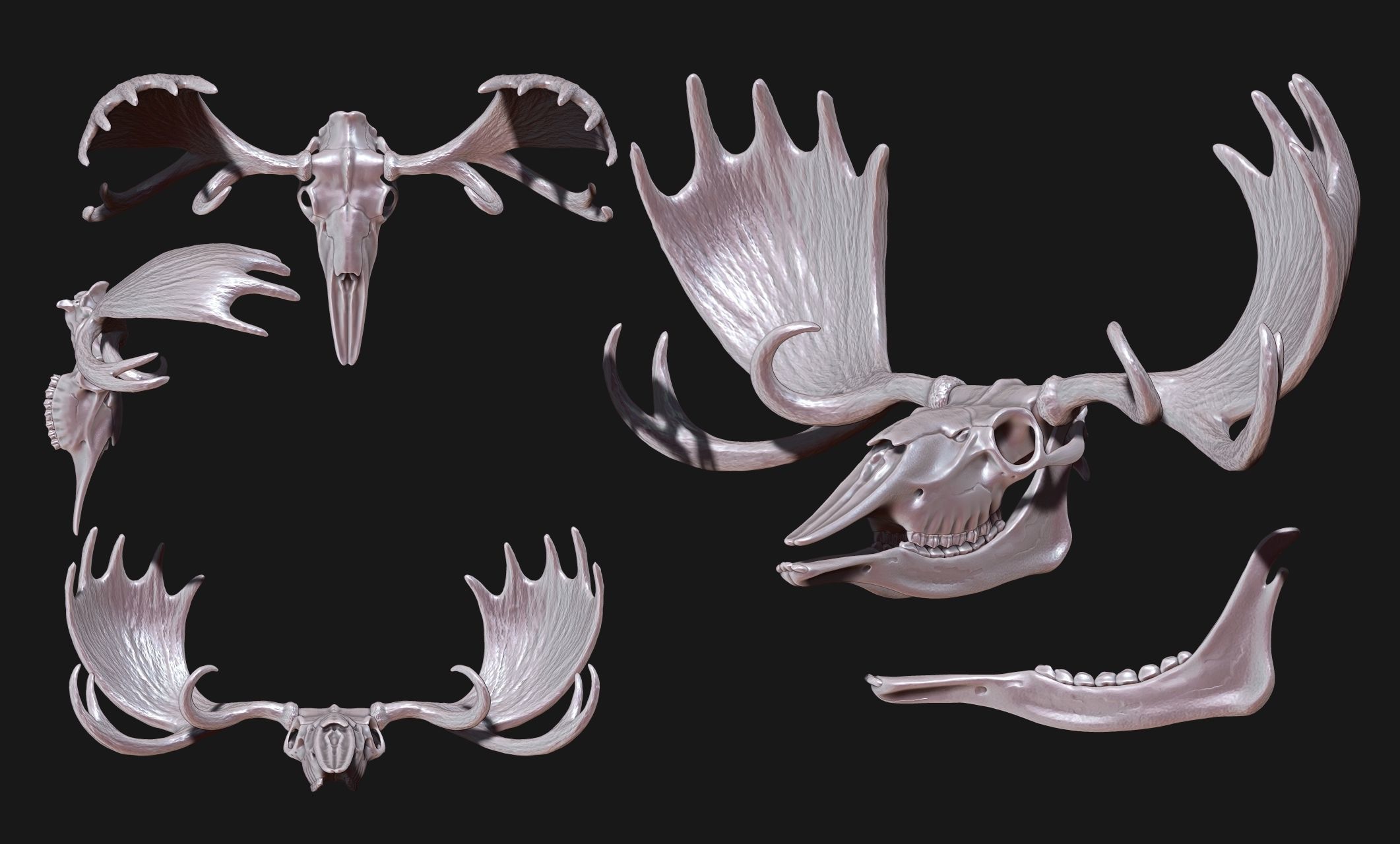 American Alce skull 3D print model_16