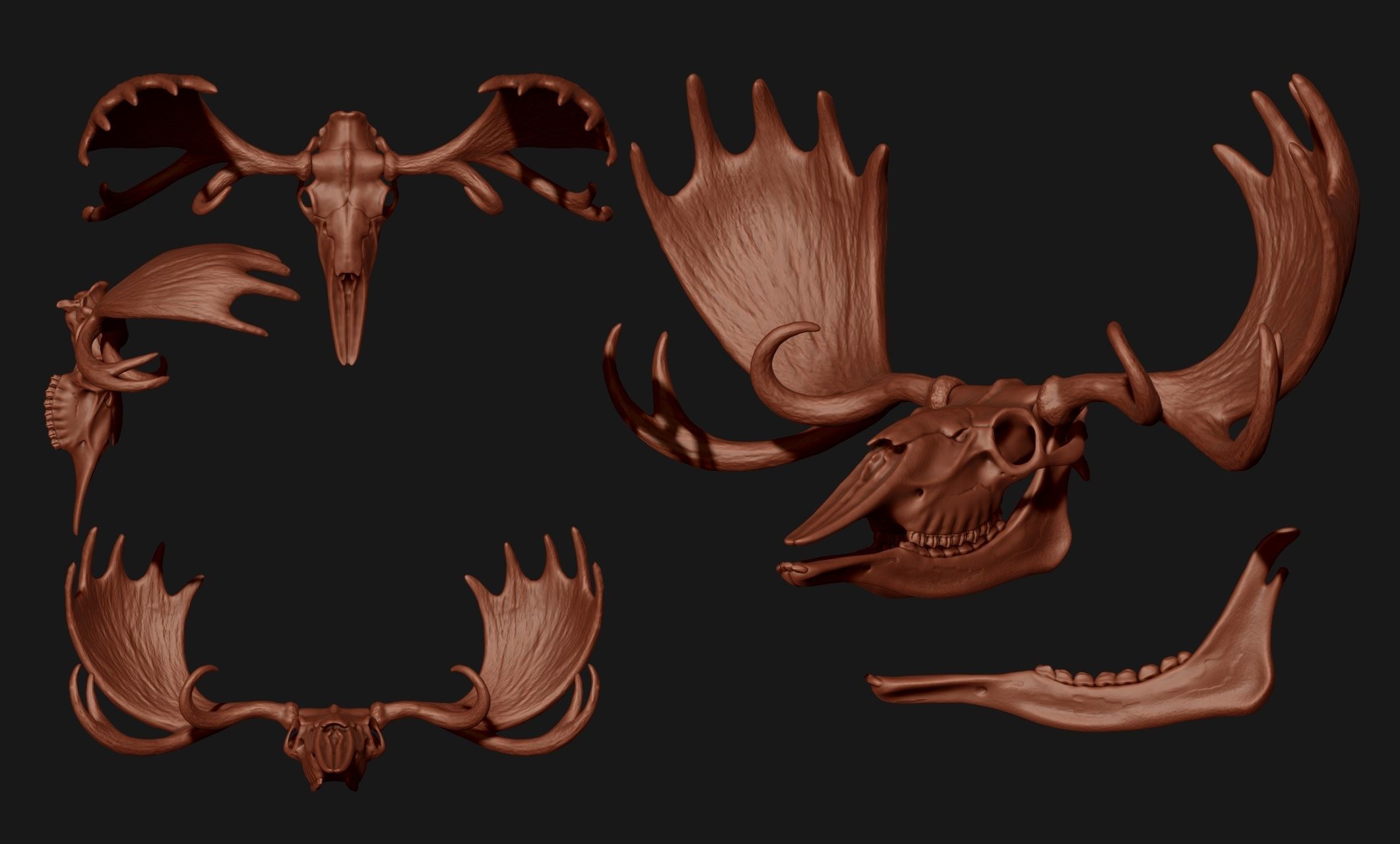 American Alce skull 3D print model_15