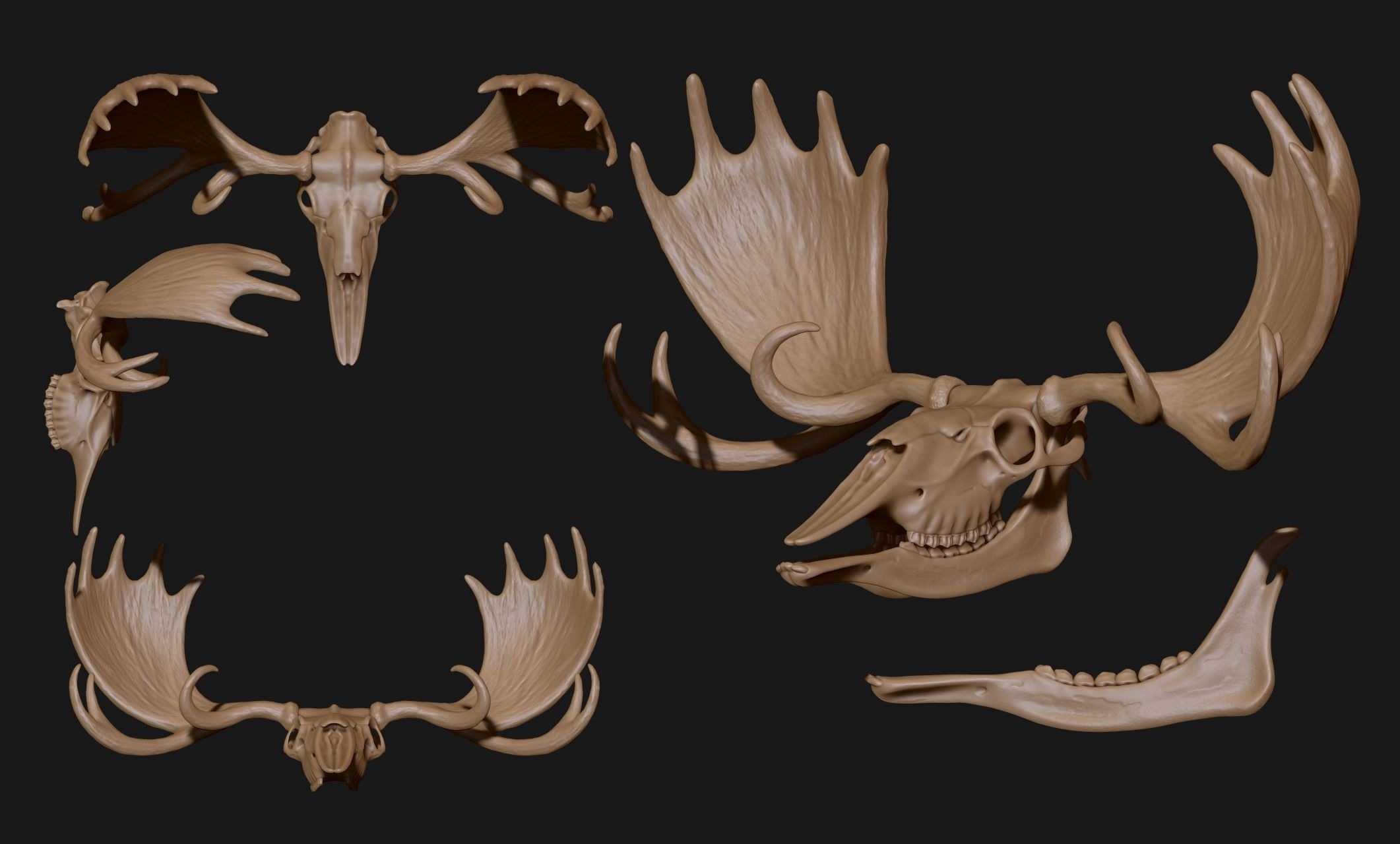 American Alce skull 3D print model_6