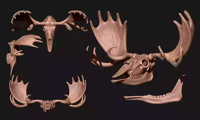 American Alce skull 3D print model