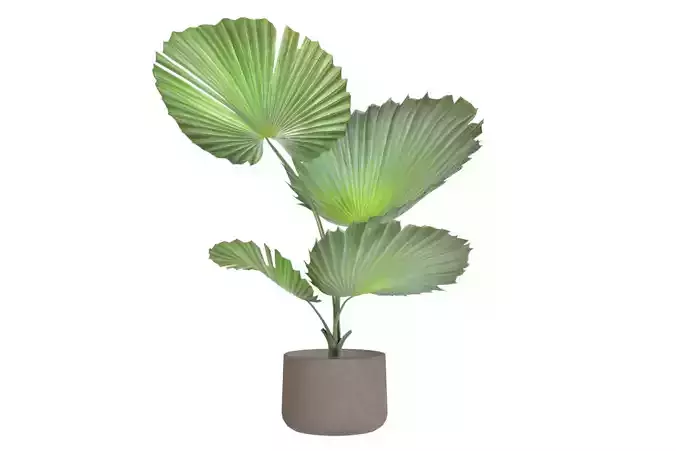 Fan Palm B01